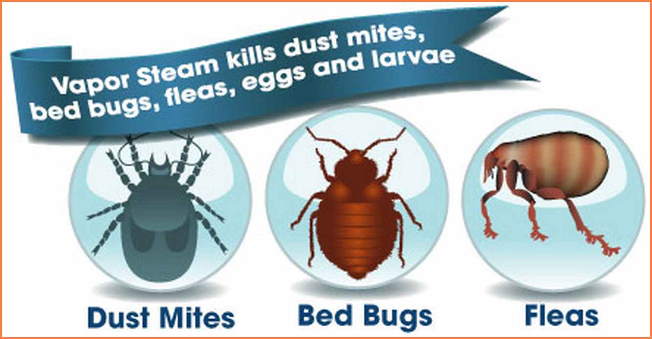 How To Get Rid Of Bed Bugs And Fleas Caraway Seeds Health Benefits