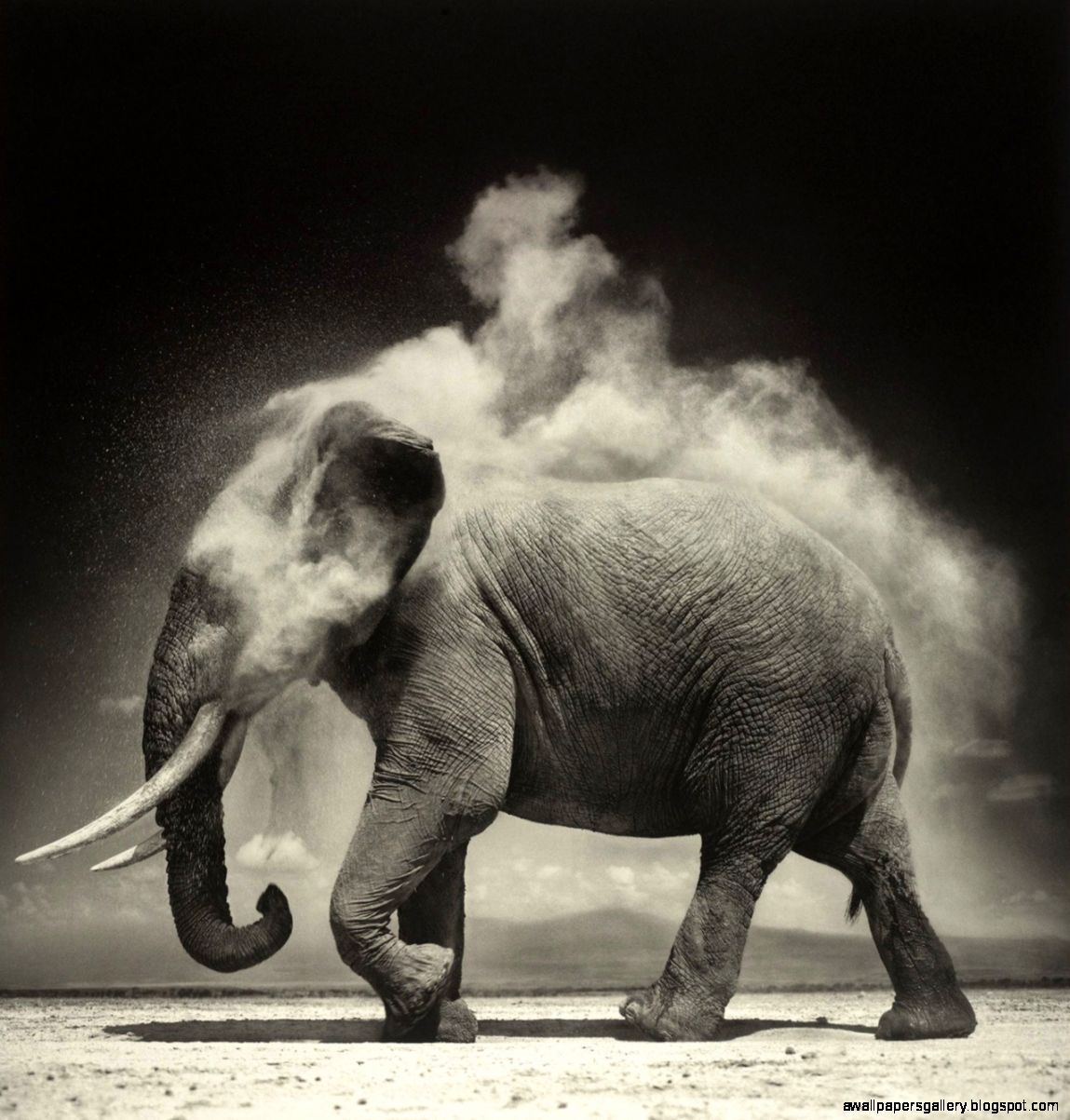 Designojek — melisaki Elephant Amboseli photo by