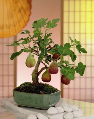 Sung mỹ ( sung ngọt ), nhiều mật, nhiều tác dụng bổ ích. Sung-my-bonsai