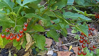 Berries on the snoball bush
