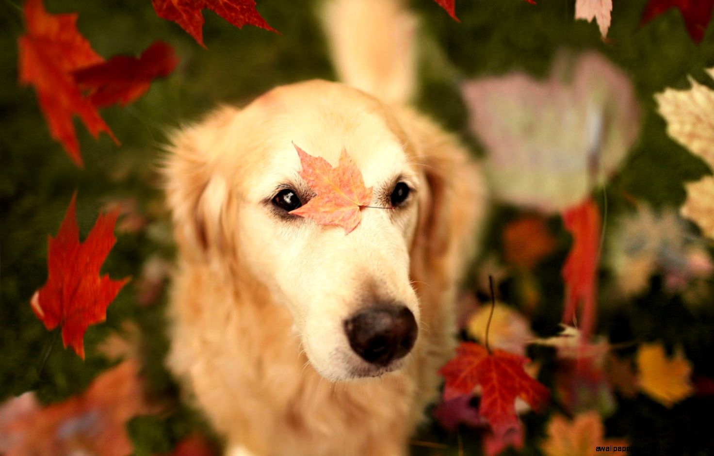 Fall Wallpaper With Dogs | Wallpapers Gallery