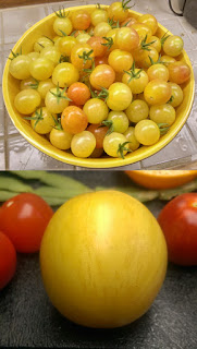 no title. Two photos combined. The top half is a photo of a large yellow ceramic bowl filled with small cherry tomatoes. The cherry tomatoes area a mix of white and pale orange with a pink blush on one end. The bottom half is a photo of a closeup of a single larger tomato that is white with pale dark stripes. There are smaller red tomatoes and other items in the background.