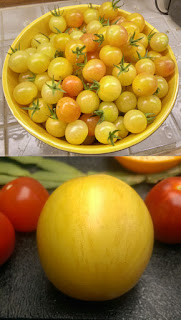 Two photos combined. The top half is a photo of a large yellow ceramic bowl filled with small cherry tomatoes. The cherry tomatoes area a mix of white and pale orange with a pink blush on one end. The bottom half is a photo of a closeup of a single larger tomato that is white with pale dark stripes. There are smaller red tomatoes and other items in the background.