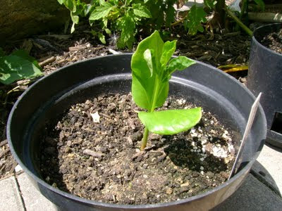 baobab seedlings