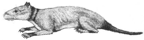 mamiferos del paleoceno Hyopsodus