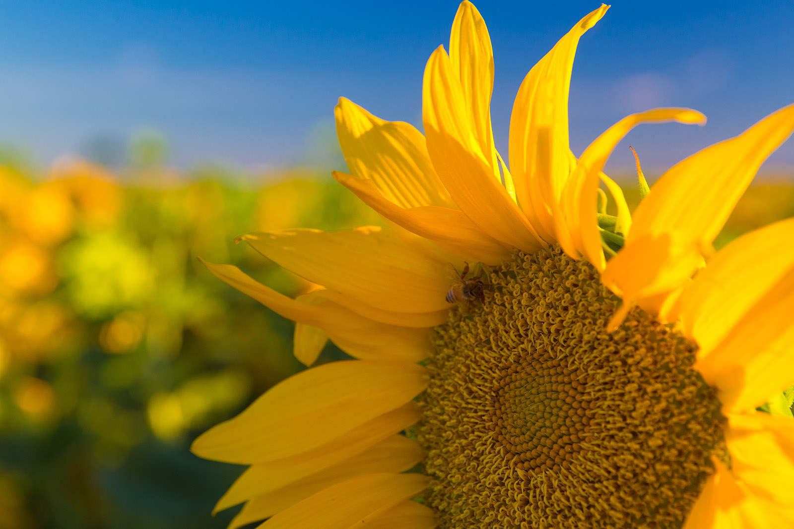 Anthony Dunn Photography Sunflowers in the Sacramento Valley