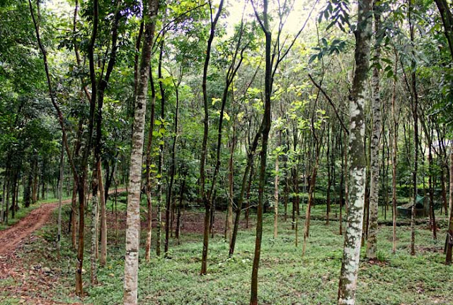 collecting rubber from trees in Kerala, India