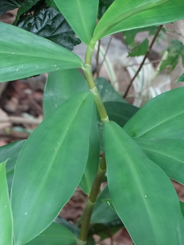 Cana De Macaco é Bom Para Quê Trilha Pulso 2000