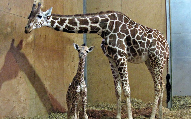 New born giraffe at bristol zoo, baby giraffe pictures, baby giraffes