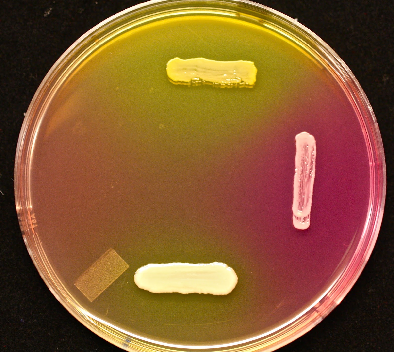Staphylococcus aureus среда. Маннитол стафилококк. Маннитол золотистый стафилококк. Стафилококк сапрофитикус.
