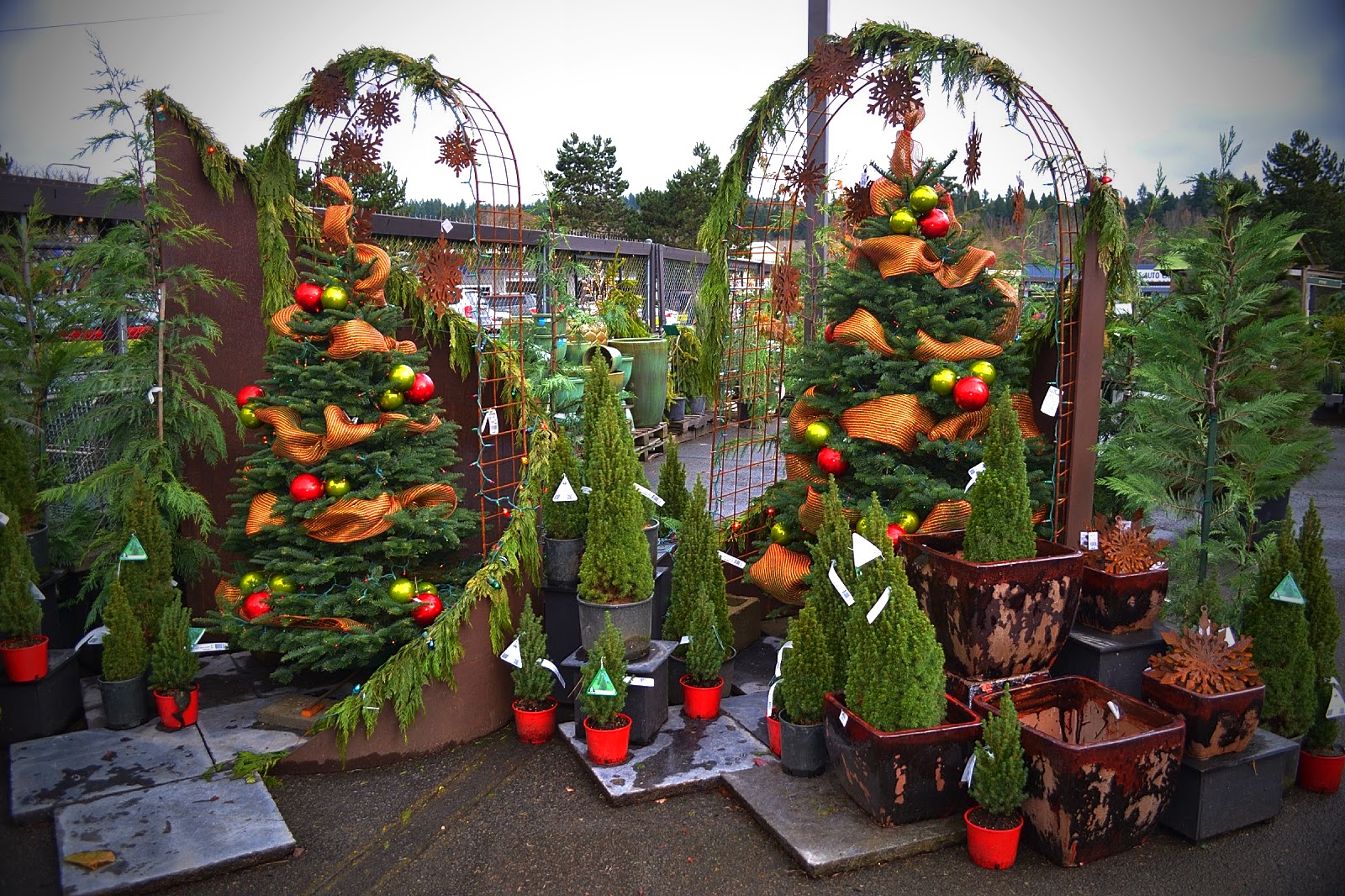 The Outlaw Gardener Molbak's Nursery Delivers Christmas Sparkle!