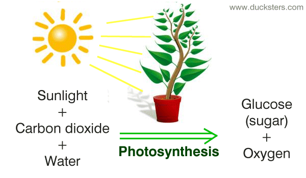 DILAR English: PHOTOSYNTHESIS water phase diagram of s t 
