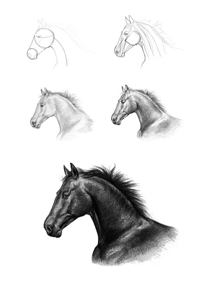 How To… Sketch, Draw, Paint How To Draw… A Horse's Head