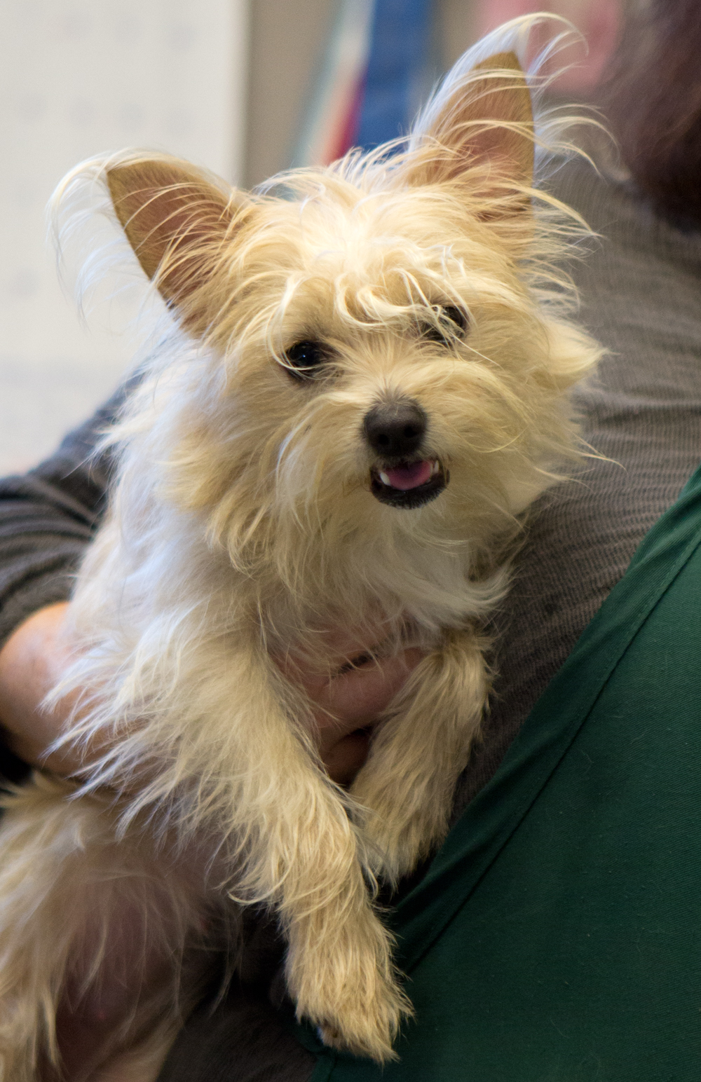 maltese terrier cross