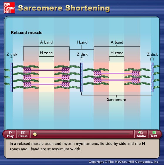 Avibert Shortening Animation