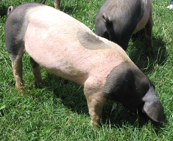 swabian-hall pig, swabian-hall pigs, about swabian-hall pig, swabian-hall pig breed, swabian-hall pig breed info, swabian-hall pig care, caring swabian-hall pig, swabian-hall pig color, swabian-hall pig characteristics, swabian-hall pig facts, swabian-hall pig history, swabian-hall pig info, swabian-hall pig images, swabian-hall pig origin, swabian-hall pig photos, swabian-hall pig pictures, swabian-hall pig rarity, raising swabian-hall pig, swabian-hall pig size, swabian-hall pig uses, swabian-hall pig weight