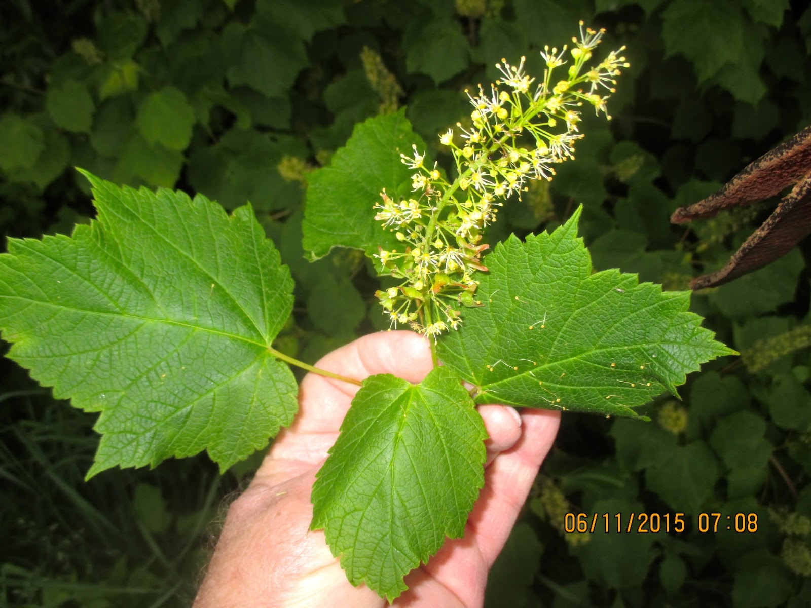 Art's Bayfield Almanac MOUNTAIN MAPLE, AN UNDERUSED NATIVE SHRUB