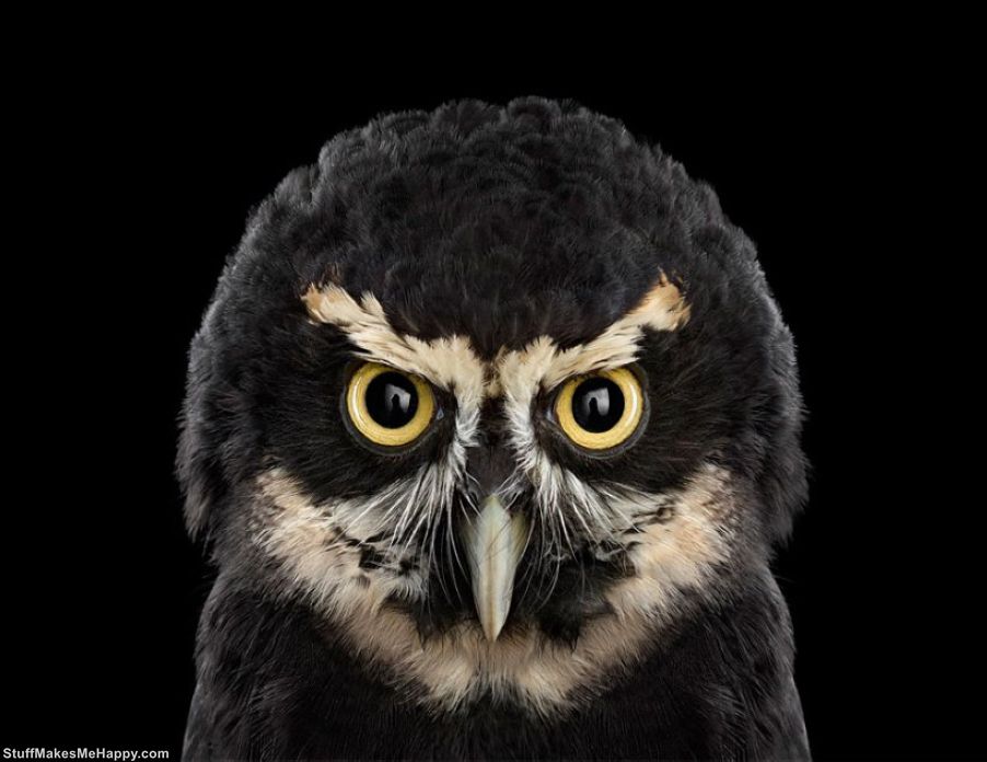 Wisdom Keepers: Brad Wilson Captures the Mystical and Truly Wonderful Portraits of Owls