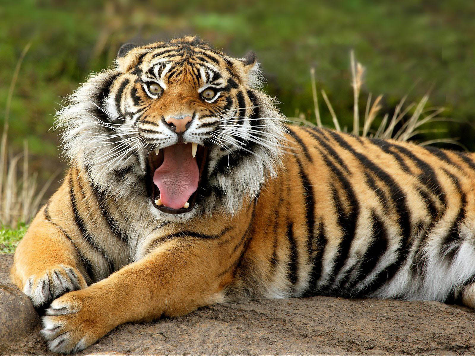 foto harimau terbesar - gambar hewan - foto harimau terbesar