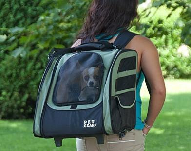 do dogs like carrying backpacks