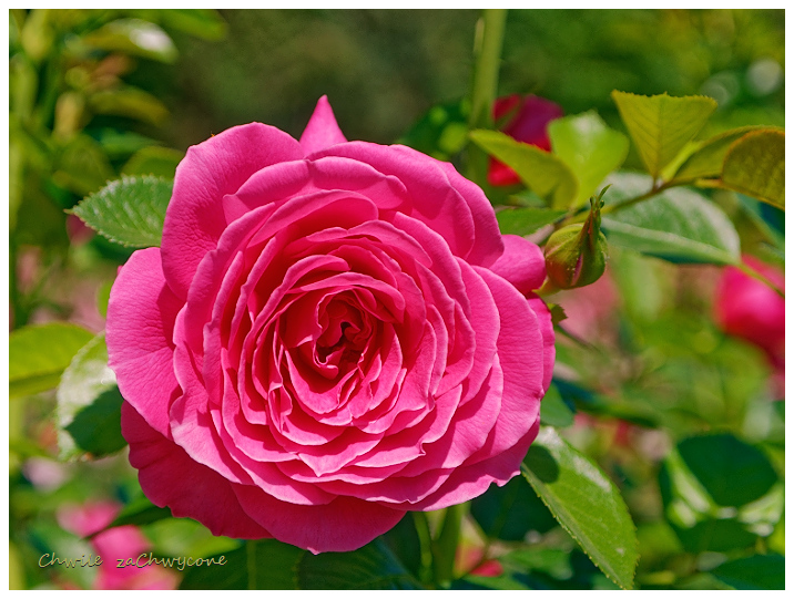 róża Gemma, rosa gemma Harkness