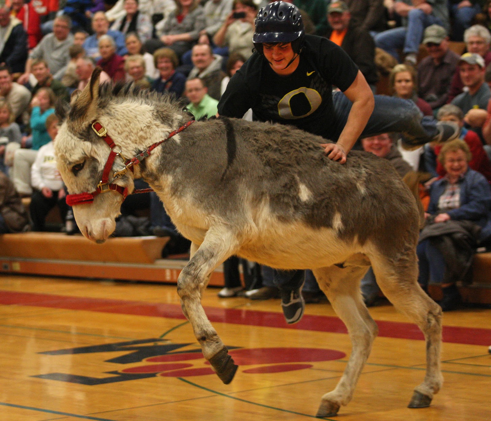 Brenna's Photo Blog Donkey Basketball in Fort Madison