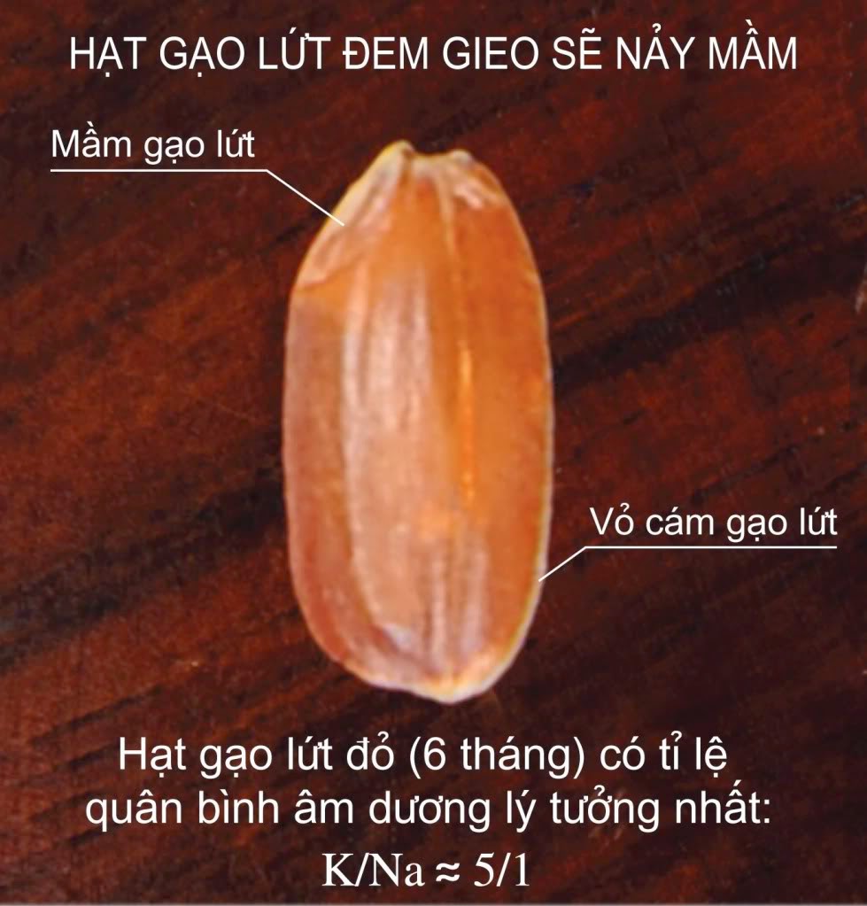 gao-lut-nay-mam-thanh-mam-gao-vibigaba gao-lut-nay-mam-thanh-mam-gao-vibigaba