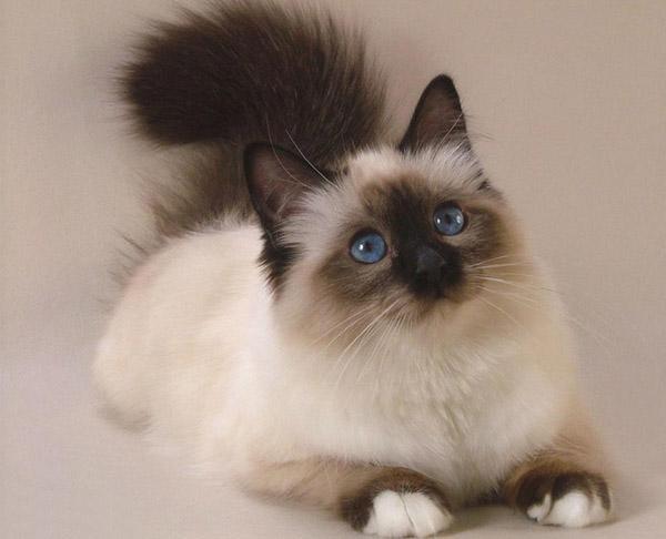 Tìm hiểu về giống mèo Xiêm – mèo Siamese