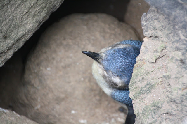 St Kilda Pier Little Penguins