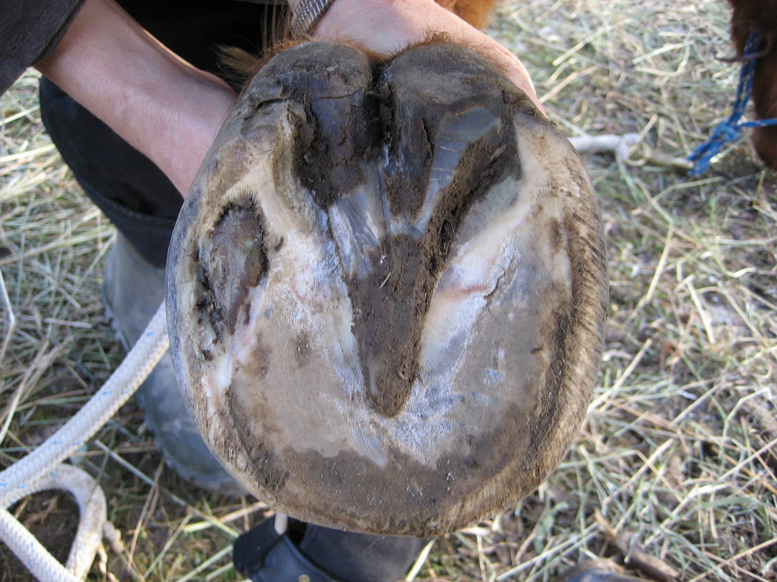 It's Quarters for Me Laminitis research