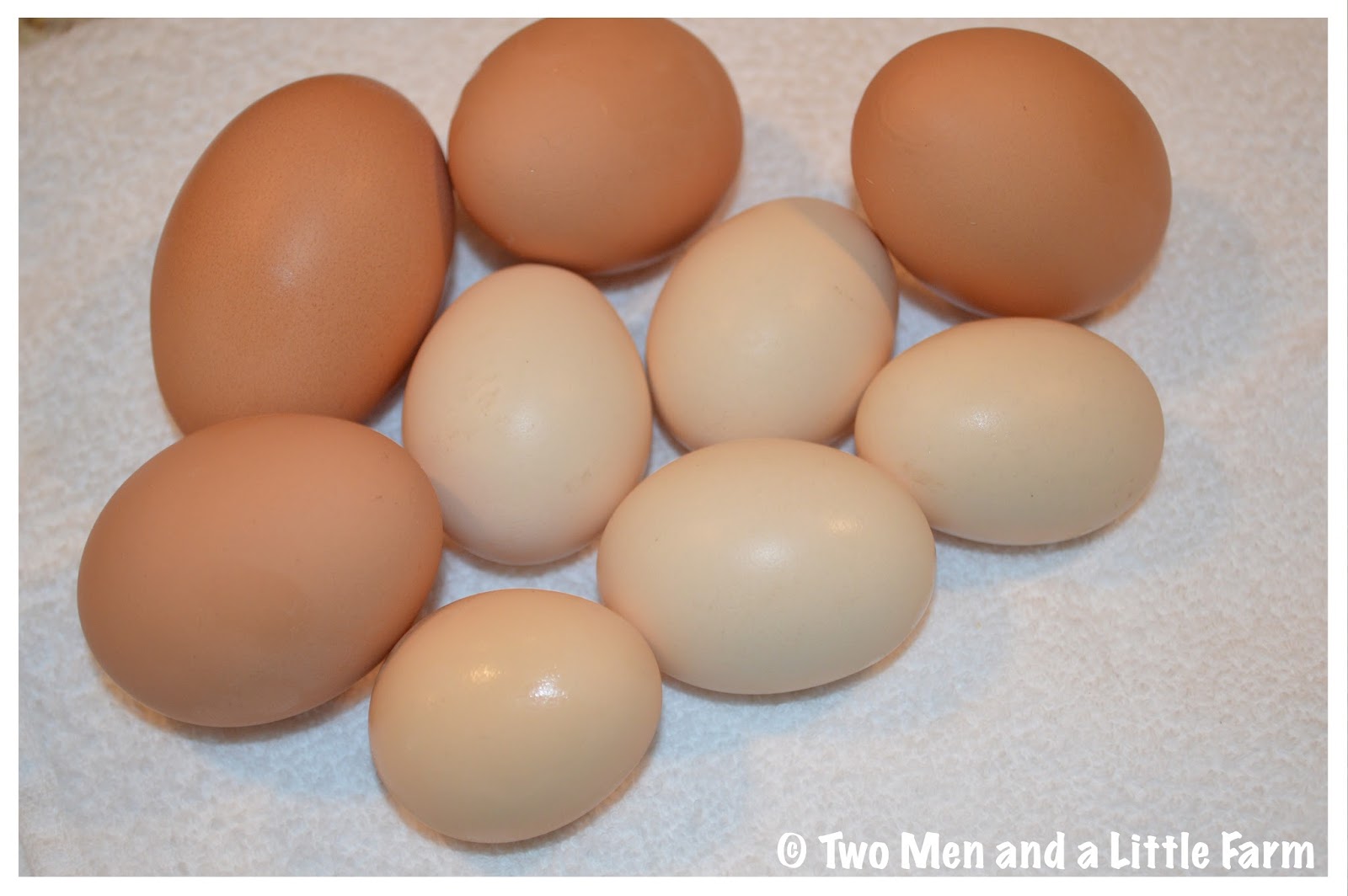 Two Men and a Little Farm FARM FRESH EGGS WITH BONUS PULLET EGGS