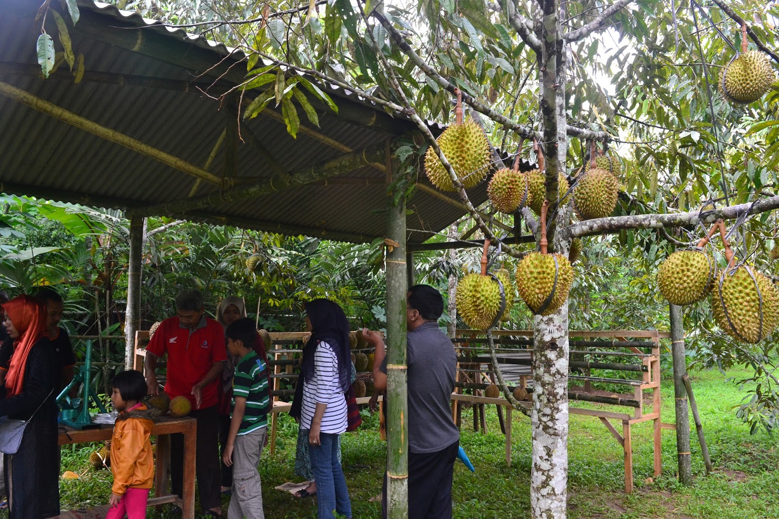 Wisata Kebun Durian Candimulyo SENTRA KEBUN DURIAN