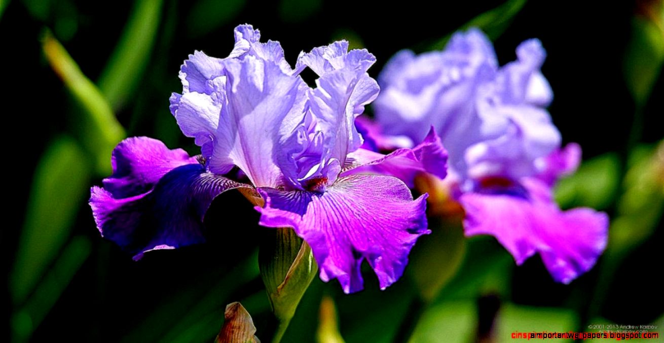 Beautiful Iris Flower Wallpaper Desktop  Inspiration Wallpapers
