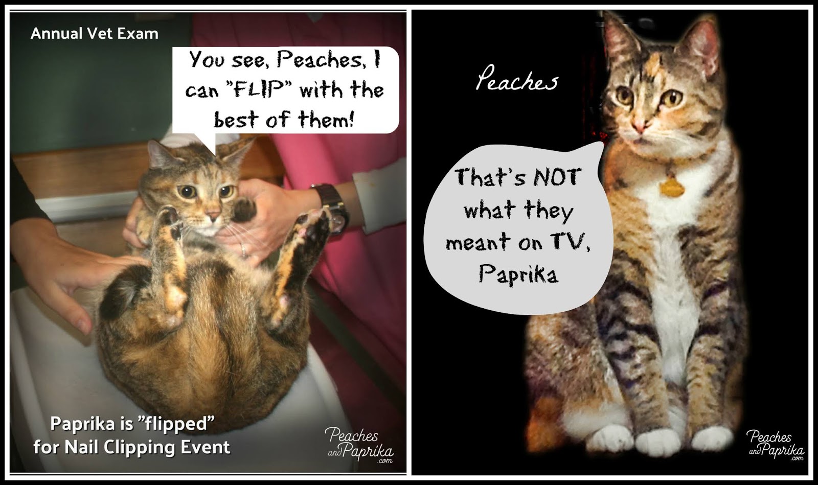 Peaches and Paprika Paprika the cat FLIPPED during Vet Visit