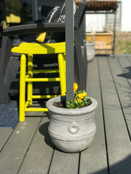 Pots filled with pansies