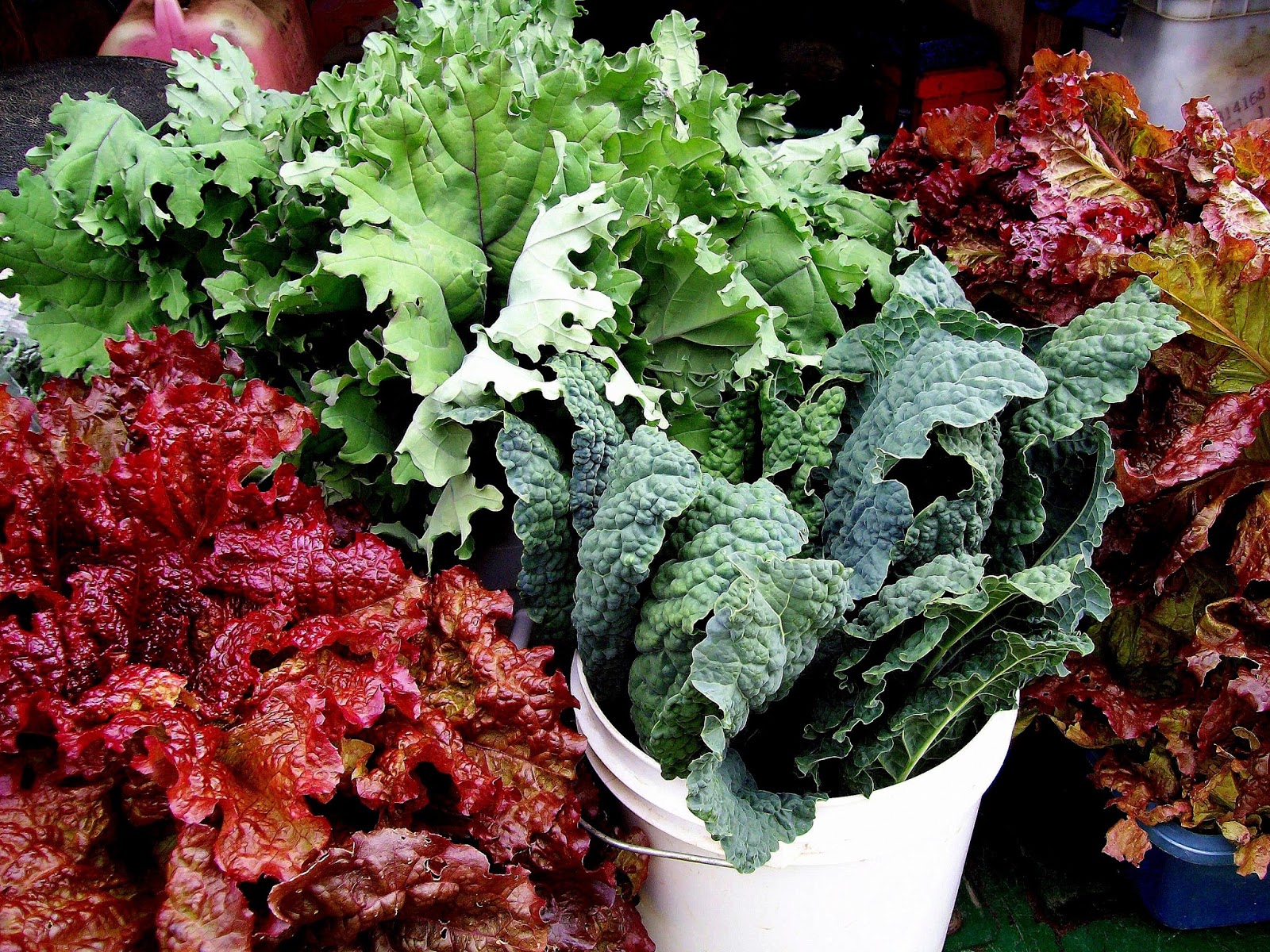 "Sharing Gardens" NoFail Kale Growing Kale and Saving Seed