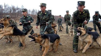 5 Fakta Memilukan Tentang Kamp Penjara Korea Utara