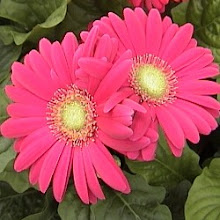 Gerbera Daisies for the Graduate!