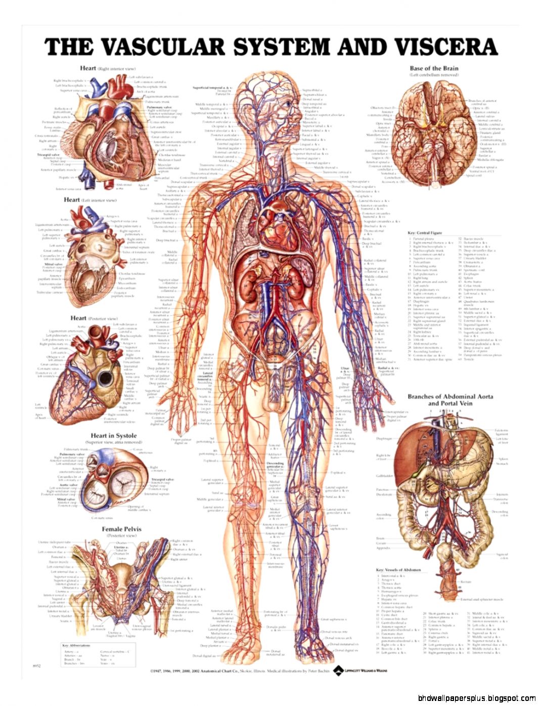 Vascular System and Viscera Anatomical Chart   Anatomy Models and