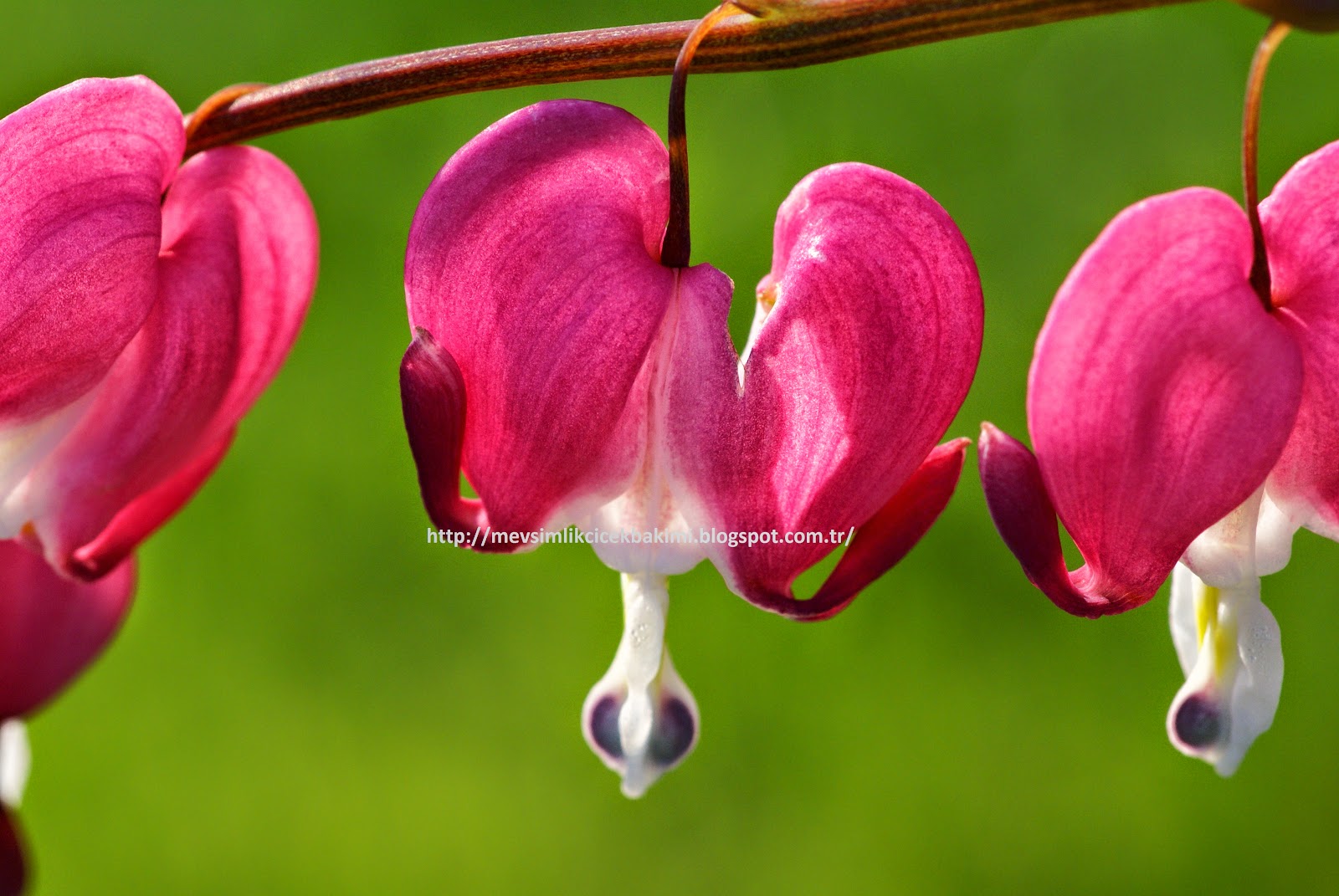 KANAYAN KALPLER (Lamprocapnos Spectabilis) BAKIMI | Çiçek Bakımı, Çiçek