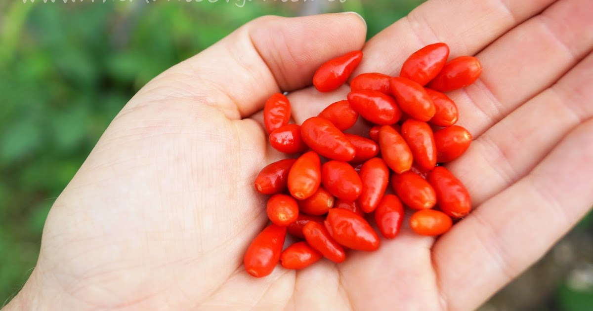 The Manic Organic Native Florida Crops The Bird Pepper