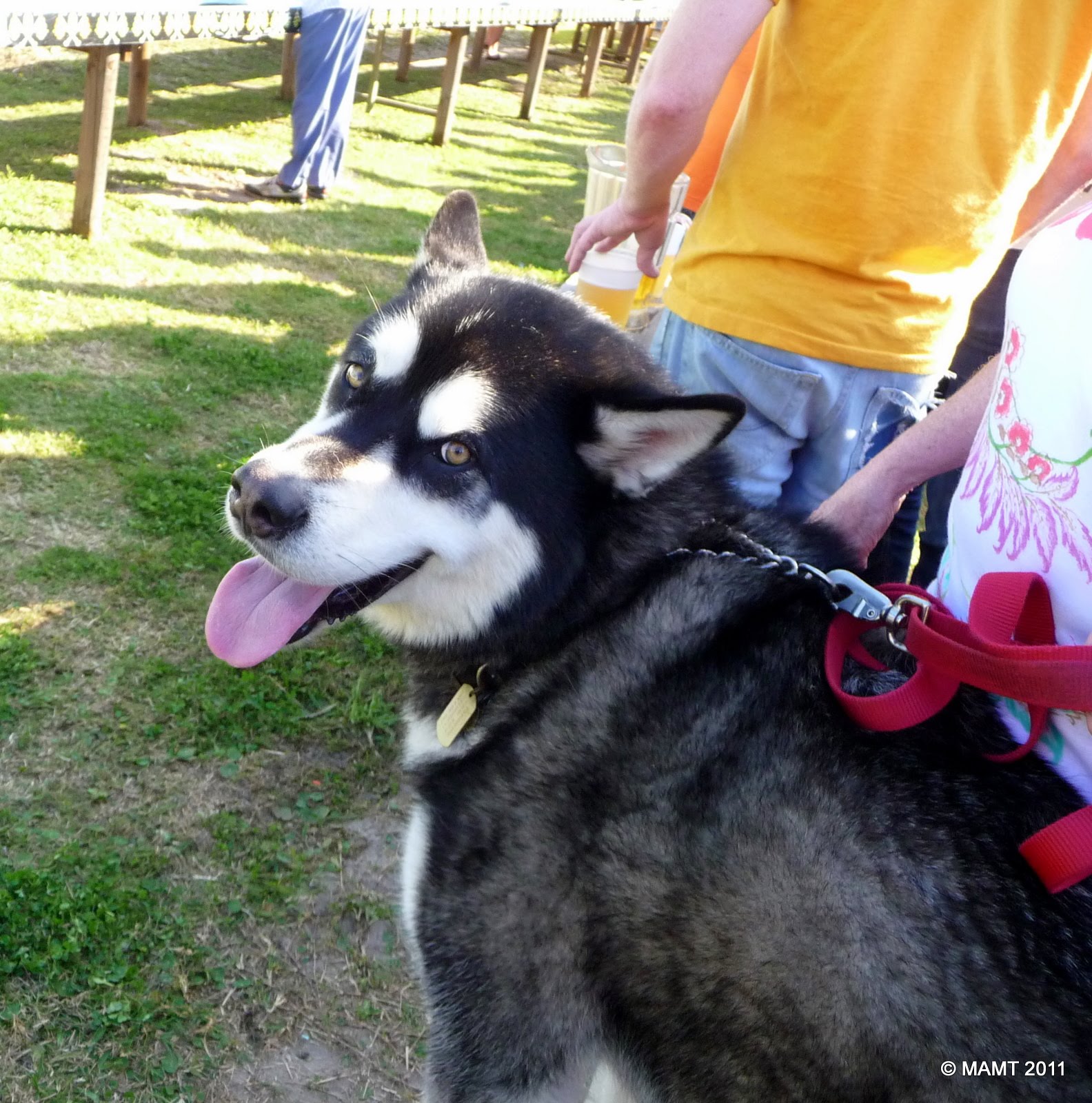 IN THE WIND Adventures of... Mary Ann and William Bluegrass Festival