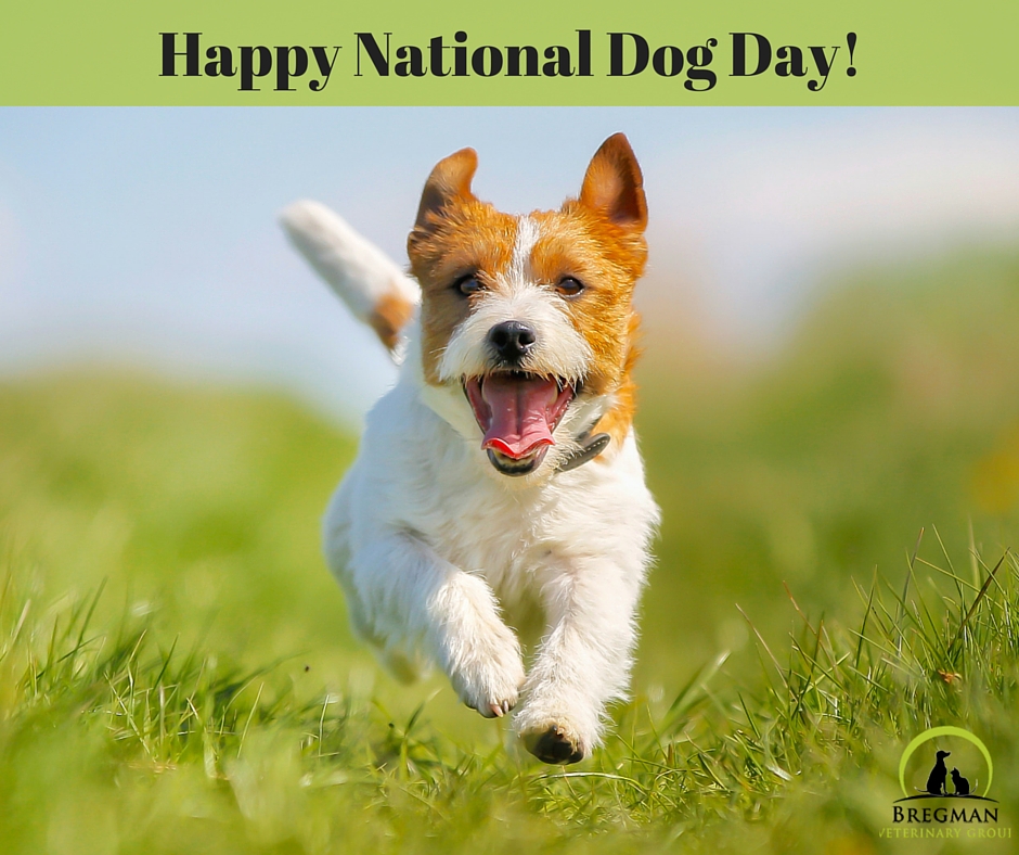 Bregman Veterinary Group Happy National Dog Day!