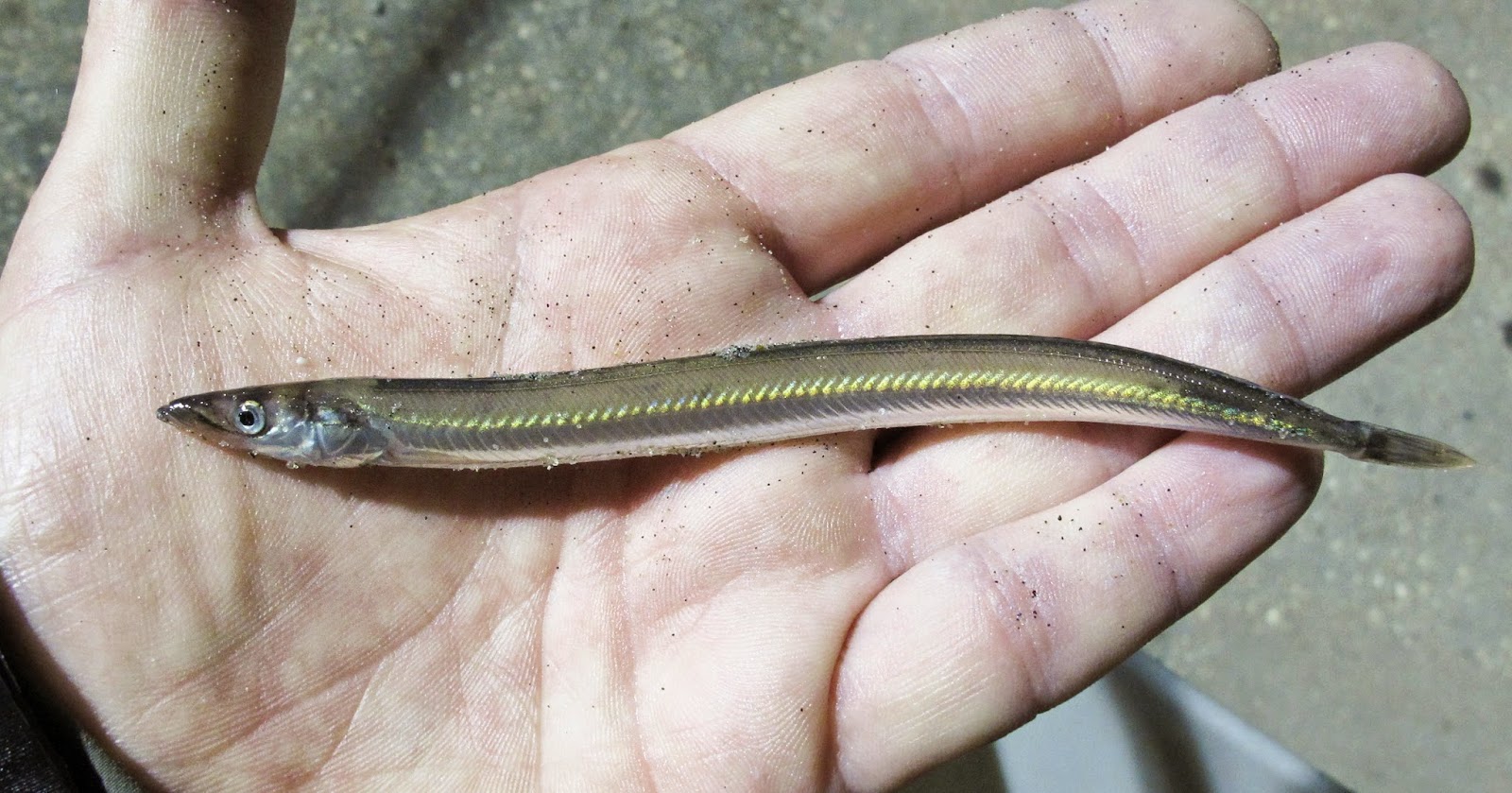 The Average Angler 12.01.16 Time for them sand eels.....maybe