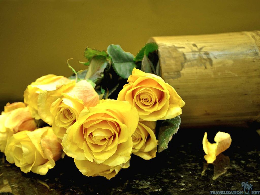 45 hình nền hoa hồng vàng đẹp mê mẩn nhìn thôi đã mê mẩn