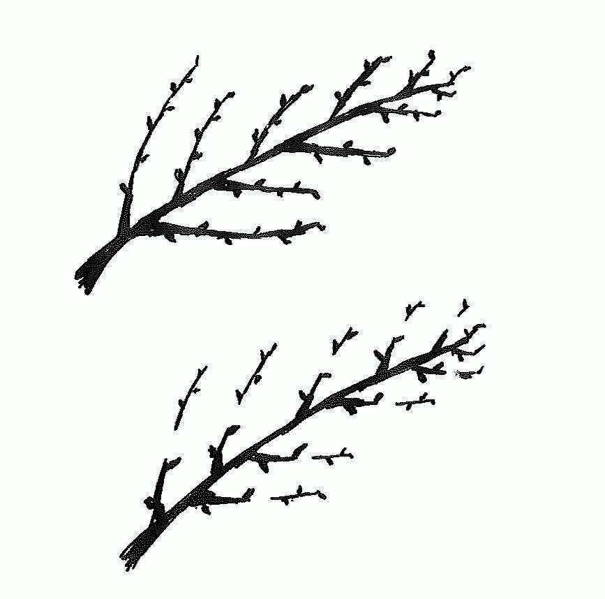 Aggregata Plants & Gardens: 1st attempt at pruning my apple tree (spur