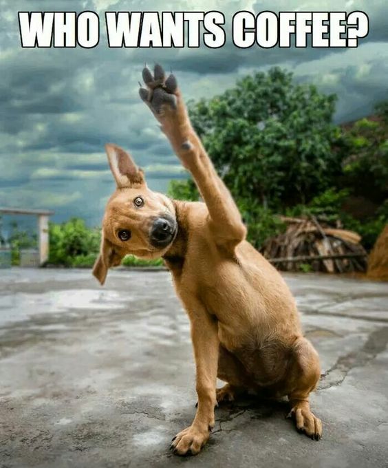 who-wants-coffee-dog.jpg