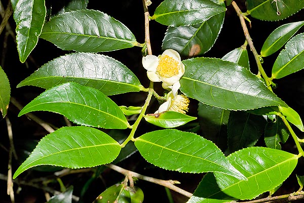 CAMELIA SINENSIS - ARBUSTO DE TÉ