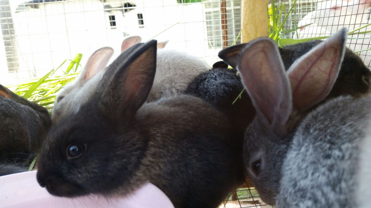 Rabbit farming as a business in Ghana: Rabbit farming in Ghana