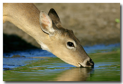 Resultado de imagem para thirst of god